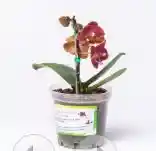 Orquidea Orange Shake I Baby