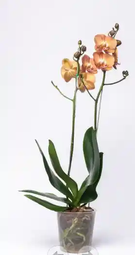 Orquidea Orange Shake Ii 1