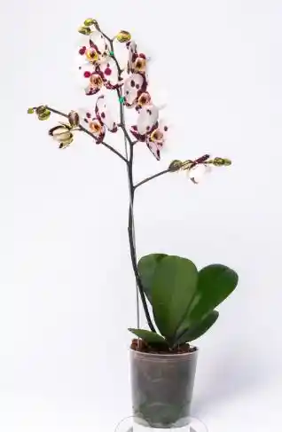 Orquidea Por Art I