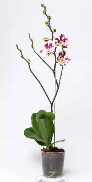 Orquidea Por Art I1