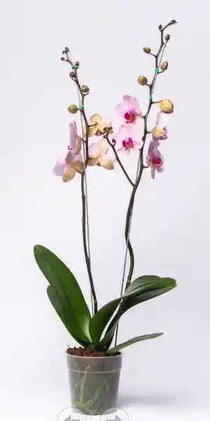 Orquidea Washington Ii