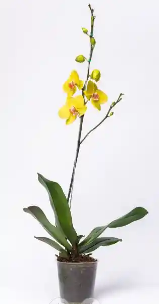 Orquidea Young Home Golden I