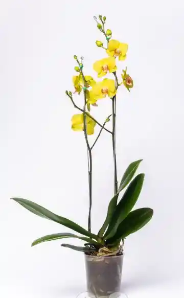 Orquidea Young Home Golden Ii