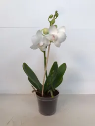 Orquidea Mini Gold - Blanca