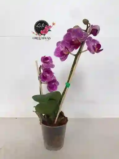 Orquidea Mini Gold – Rosada