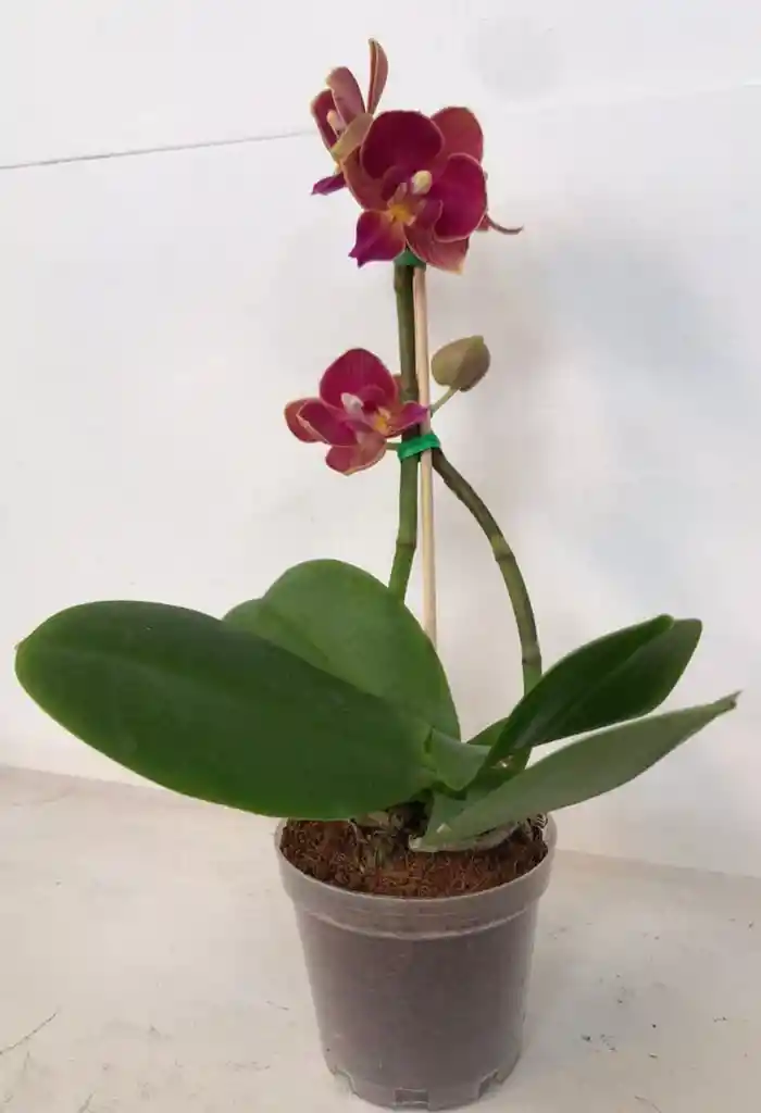 Orquidea Mini Gold – Salmon