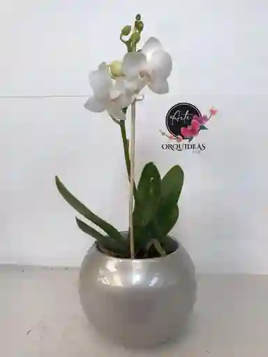 Orquidea Mini Gold – Blanca Con Matera De Cerámica De Lujo