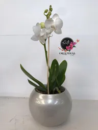 Orquidea Mini Gold – Blanca Con Matera De Cerámica De Lujo