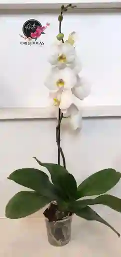 Orquidea Queen De 1 Vara - Blanca