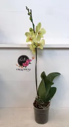 Orquidea Queen De 1 Vara – Amarilla.