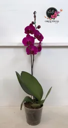 Orquidea Queen De 1 Vara – Morada.
