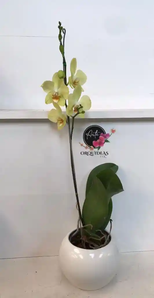 Orquidea Queen De 1 Vara – Amarilla Con Matera De Cerámica De Lujo.