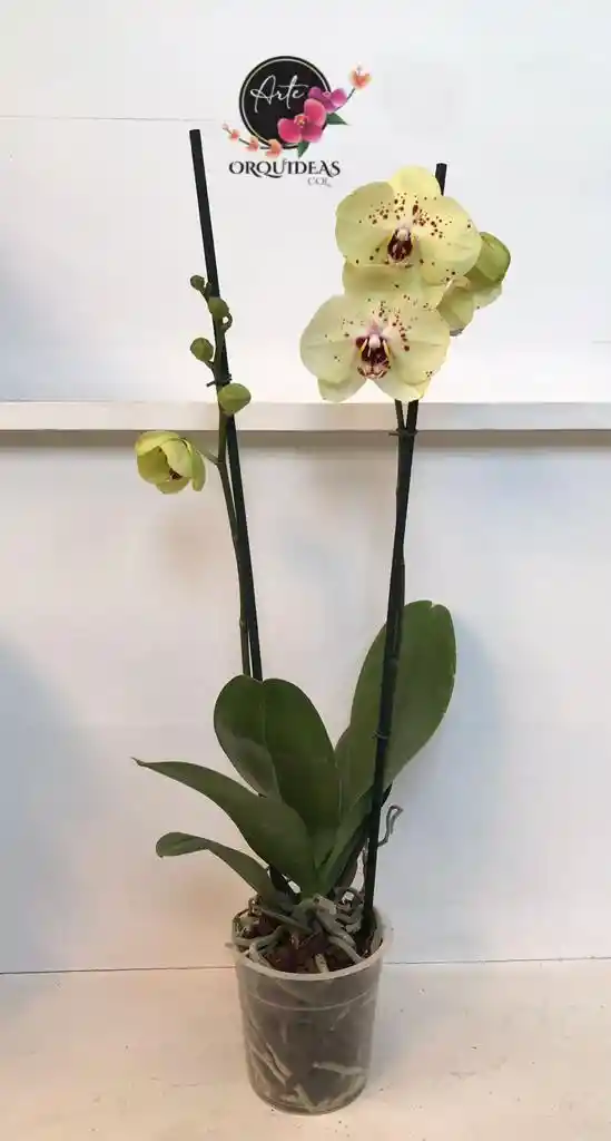 Orquidea Queen De 2 Varas – Amarilla Con Puntos Morados.