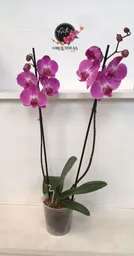 Orquidea Queen De 2 Varas - Lila.
