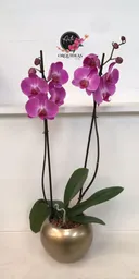 Orquidea Queen De 2 Varas – Lila Con Matera De Cerámica De Lujo