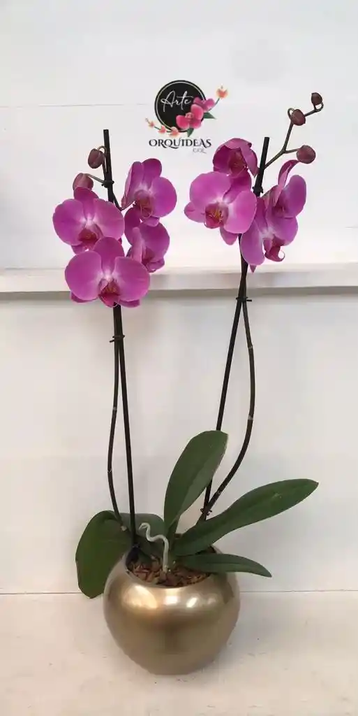 Orquidea Queen De 2 Varas – Lila Con Matera De Cerámica De Lujo