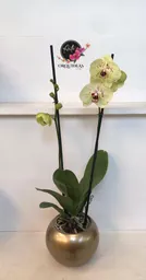 Orquidea Queen De 2 Varas – Amarilla Con Puntos Morados Con Matera De Cerámica De Lujo.