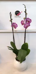 Orquidea Queen De 2 Varas – Rosado A Rallas Edición Especial Con Matera De Cerámica De Lujo.