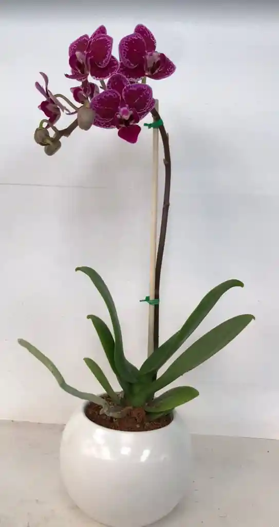 Orquidea Mini Gold – Morada Con Matera De Cerámica De Lujo