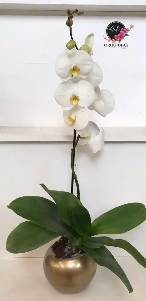 Orquidea Queen De 1 Vara – Blanca Con Matera De Cerámica De Lujo.