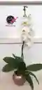 Orquidea Queen De 1 Vara – Blanca Con Matera De Cerámica De Lujo.