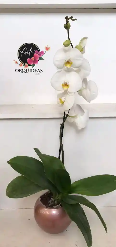 Orquidea Queen De 1 Vara – Blanca Con Matera De Cerámica De Lujo.