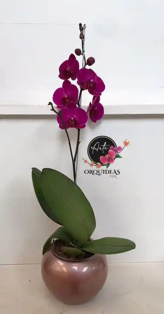 Orquidea Queen De 1 Vara – Morada Con Matera De Cerámica De Lujo