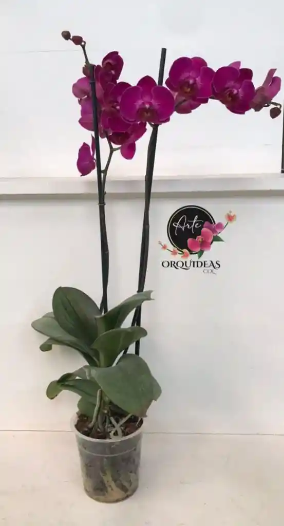 Orquidea Queen De 2 Varas – Morada.