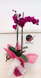 Orquidea Queen De 2 Varas – Morada.