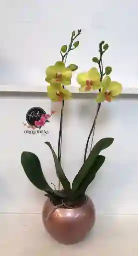 Orquidea Queen De 2 Varas – Amarilla Con Matera De Cerámica De Lujo.