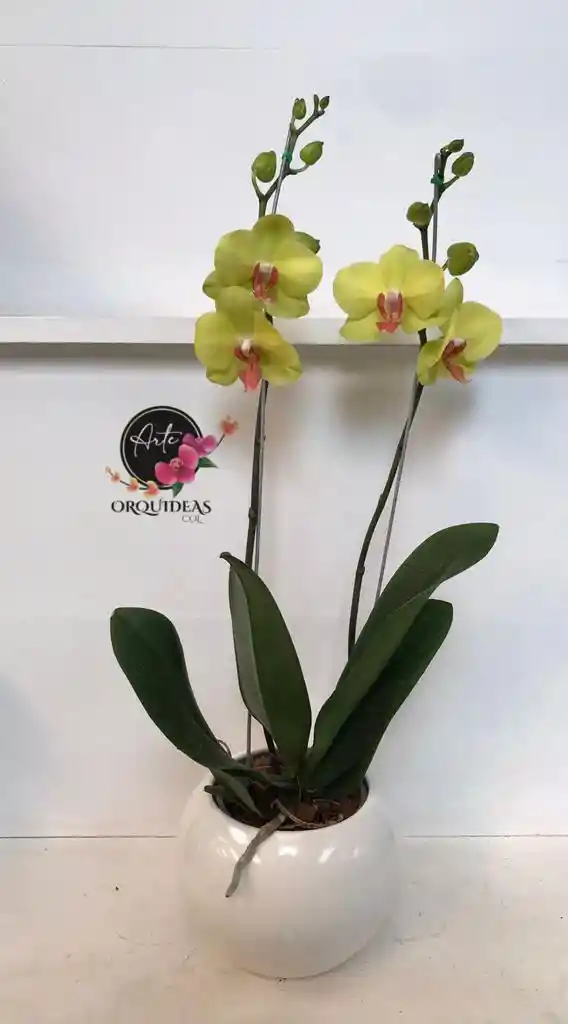 Orquidea Queen De 2 Varas – Amarilla Con Matera De Cerámica De Lujo.