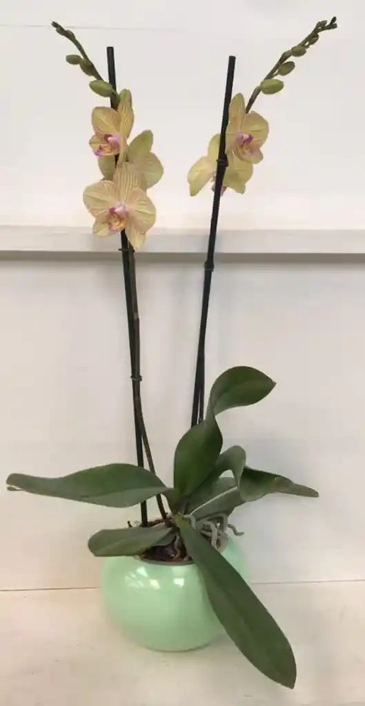 Orquidea Queen De 2 Varas – Amarillo A Rallas Edición Especial Con Matera De Cerámica De Lujo.