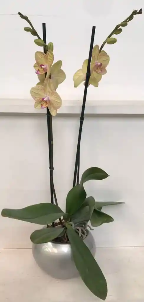 Orquidea Queen De 2 Varas – Amarillo A Rallas Edición Especial Con Matera De Cerámica De Lujo.