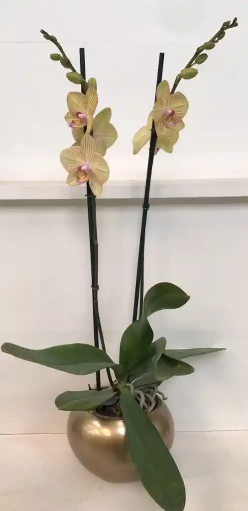 Orquidea Queen De 2 Varas – Amarillo A Rallas Edición Especial Con Matera De Cerámica De Lujo.