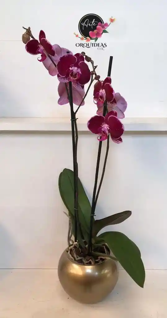 Orquidea Queen De 2 Varas – Vino Tinto Edición Especial Con Matera De Cerámica De Lujo.