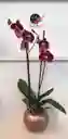 Orquidea Queen De 2 Varas – Vino Tinto Edición Especial Con Matera De Cerámica De Lujo.