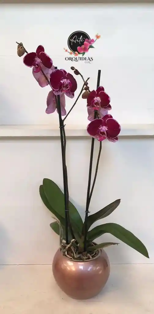 Orquidea Queen De 2 Varas – Vino Tinto Edición Especial Con Matera De Cerámica De Lujo.