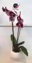 Orquidea Queen De 2 Varas – Vino Tinto Edición Especial Con Matera De Cerámica De Lujo.