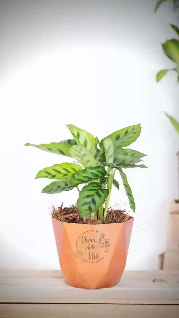Calathea Diez Mandamientos En Matera Plastica Decorativa Blanca