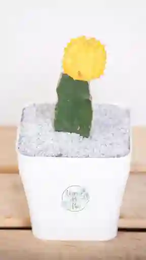 Cactus Coreano Amarillo En Matera Plastica Decorativa Blanca