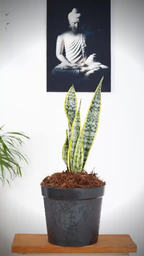 Sansevieria En Matera Plastica Decorativa Negra