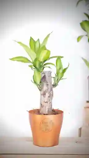 Dracena Tronco Individual En Matera Plastica Blanca