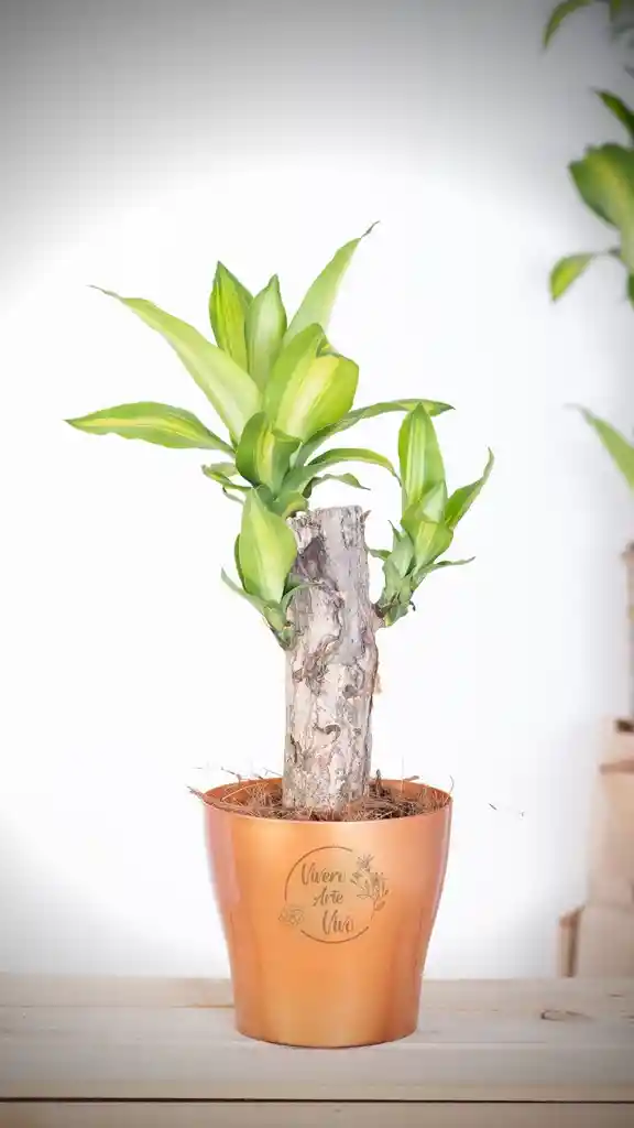 Dracena Tronco Individual En Matera Plastica Blanca