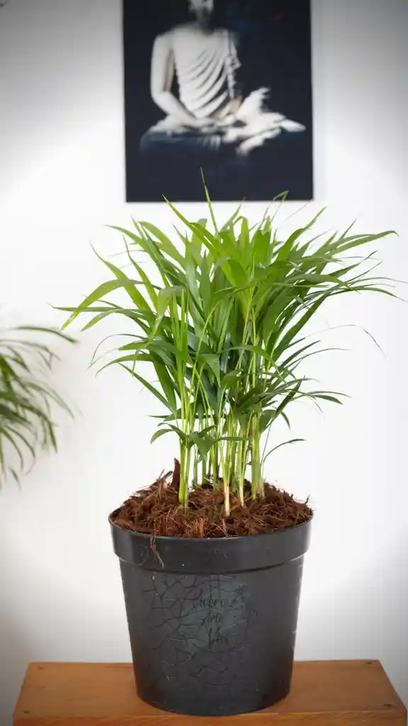 Palma Areca En Matera Plastica Decorativa Negra