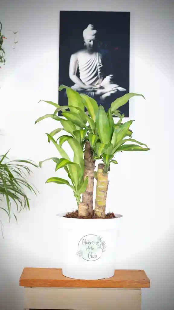 Dracena Tronco X 3 En Matera Plastica Decorativa Blanca