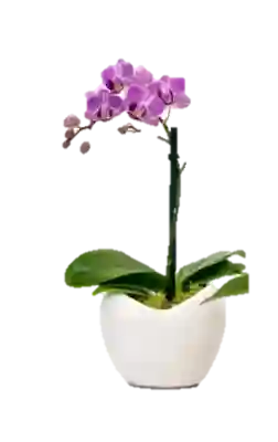 Orquidea Mini Fucsia Con Matera Plastica
