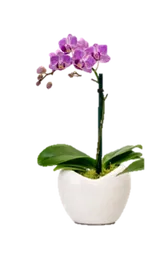 Orquidea Mini Fucsia Con Matera Plastica