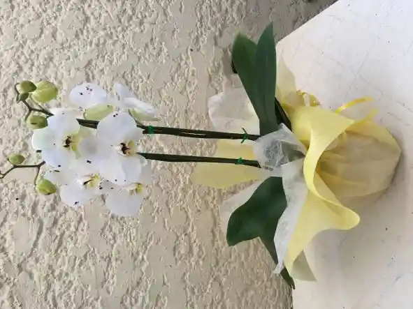 Orquidea Phalanopsis