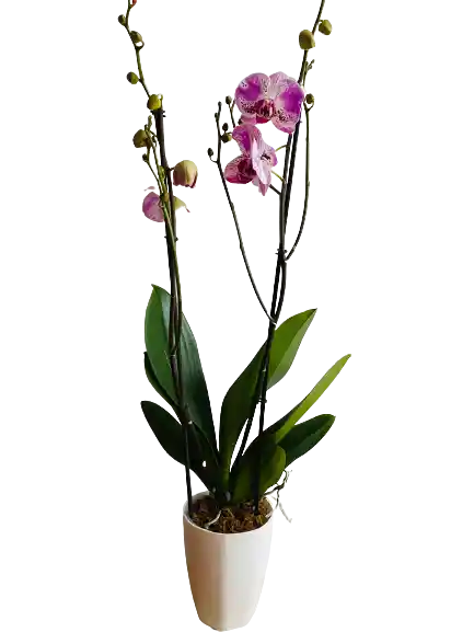 Orquidea De 2 Varas Rosada Con Matera