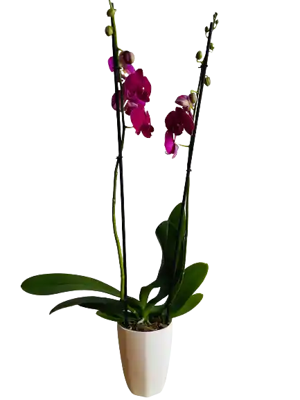 Orquidea De 2 Varas Morada Con Matera